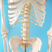 Science médicale 180cm taille réelle en plastique anatomie humaine squelette modèle anatomique modèle humain squelette taille réelle