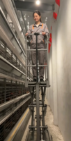 Nouvelle batterie d'élevage avicole automatique en acier galvanisé pour 120, 128 ou 160 poules pondeuses