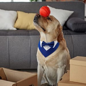Tanpopo Collier pour <span class=keywords><strong>chien</strong></span> Bandana Écharpe <span class=keywords><strong>Noeud</strong></span> <span class=keywords><strong>papillon</strong></span> Bavoir formel Vêtements élégants Accessoire de costume Mariages et occasions spéciales Collier pour animaux de compagnie - Product Image 2