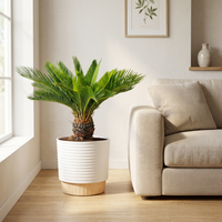 Plante vivante en plastique de palmier sago Costa Farms, pot décoratif durable, facile d'entretien, purificateur d'air, décoration intérieure pour la maison/le bureau