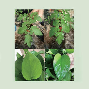 สารเสริมซิลิโคนทางการเกษตร 200 มล., สารเสริมซิลิโคนขั้นสูงสำหรับสูตรทางการเกษตร, เพิ่มความเข้ากันได้ - Product Image 4