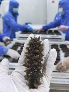 خيار البحر الأسود المجمد عالي الجودة من الصين، متوفر بالجملة، خالٍ من الدهون المتحولة، معبأ بالتفريغ الهوائي، يعزز المناعة - Product Image 6