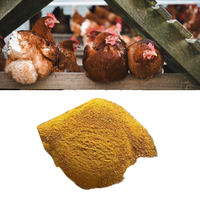 Farine de maïs au gluten pour la prise de poids des porcs, alimentation animale avec acides aminés de qualité alimentaire, 60% de protéines, 100% pur naturel CGM