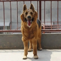 Mannequin de décoration en forme de loup, chien berger allemand, taille naturelle, fabriqué en usine