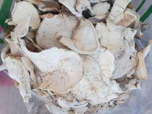 乾燥白いスライス状のカルヴァティア・ギガンテア（乾燥巨大キノコ）販売中 - Product Image 2