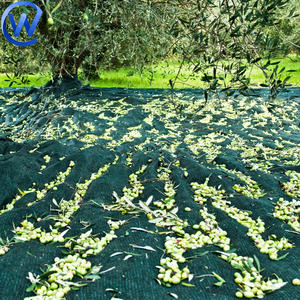 <span class=keywords><strong>Filet</strong></span> de récolte agricole vert <span class=keywords><strong>6x6</strong></span> <span class=keywords><strong>Olive</strong></span> Collect Net Espagne pour la récolte des noix et des olives - Product Image 1