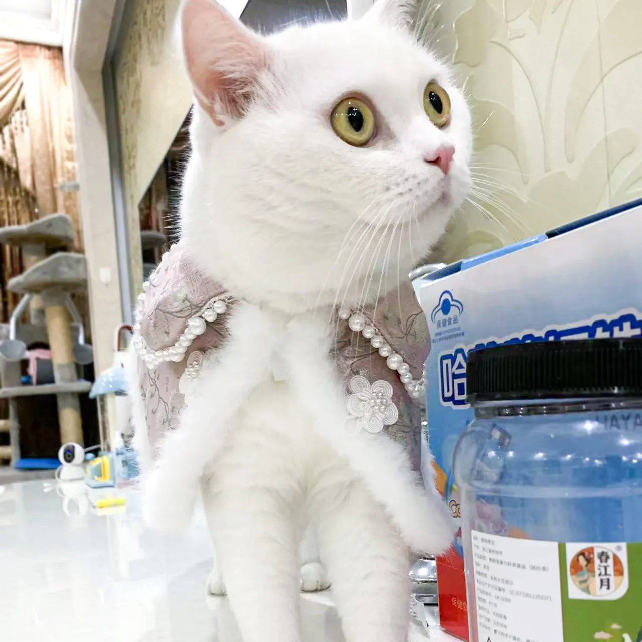 Roleplayコスチュームポンチョケープ猫ウォームコートマント猫用コスプレ猫帽子コートかわいい