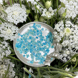 Incarnazione naturale Nail Dry Flower colorati fiori secchi decorazioni per Nail Art - Product Image 4