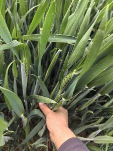 Leonardita Matéria-Prima Ácido Húmico e Fúlvico para Fertilizante Líquido Orgânico e Melhoradores de Solo - Product Image 5