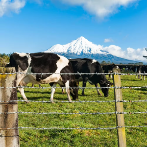 Горячая распродажа, оцинкованная колючая проволока - Product Image 2