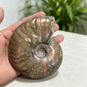 Nueva Llegada, Venta al por Mayor, Fósil de Amonita Arcoíris de Alta Calidad, Cristal Curativo de Cuarzo para Meditación - Product Image 2