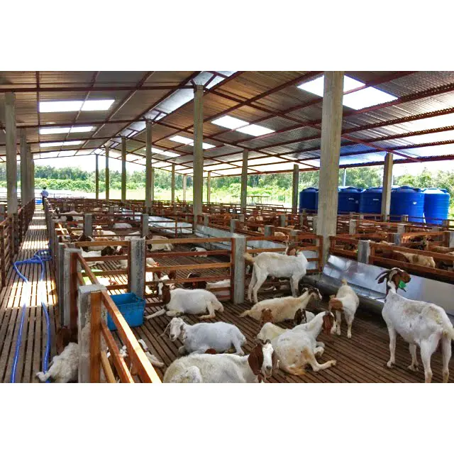 Ferme à chèvre, mouton, animaux de ferme, structure en acier préidéale, livraison gratuite, chine