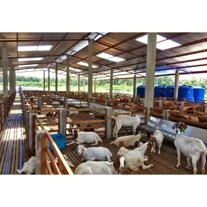 Chine fournisseur préfabriqué structure en acier chèvre ferme mouton élevage conception hangar maison