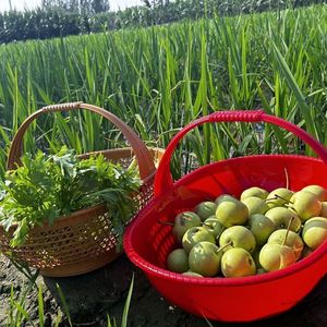 Cesta de plástico con asa para recoger frutas y verduras y drenarlas - Product Image 1