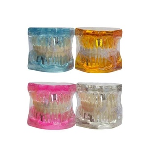 <span class=keywords><strong>Modello</strong></span> di Denti Permanenti in Resina Trasparente Ambrata, <span class=keywords><strong>Modello</strong></span> Dentale Articolato Standard per l'Insegnamento Orale - Product Image 3