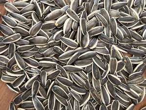 2025 biji bunga matahari tanaman baru 361 363 T6 T5 T20 untuk pabrik roti grosir - Product Image 2