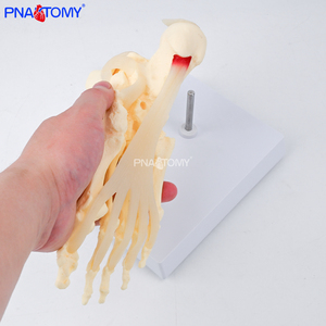 Modello di Piede e Caviglia a Grandezza Naturale 1:1, Scheletro del Piede per Scienza Medica, Modello Educativo Anatomico dell'Articolazione del Piede Umano - Product Image 3
