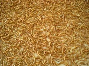 Essiccatore a vite senza fine per pane macchina per asciugare a microonde - Product Image 4