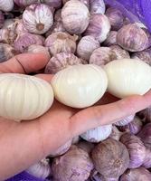Prêt à Expédier de Haute Qualité de 5.0 à 6.0 et plus Ail Blanc Frais de Chine Ail de Cuisson Biologique Direct à Vendre