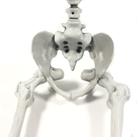 Halloween Maison Hantée Suspendue Taille Réaliste Réaliste Corps Complet Humain Squelette Géant Halloween Articulations Halloween Décoration