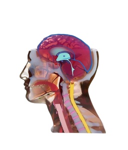 Prototipos profesionales médicos a todo color personalizados <span class=keywords><strong>para</strong></span> prototipos de servicio de impresión 3D - Product Image 2