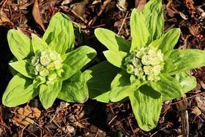 Venta al por mayor Bulk <span class=keywords><strong>Petasites</strong></span> Japonicus Extracto Petasins 15% Butterbur Extracto en polvo - Product Image 3