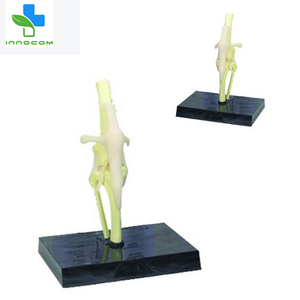 <span class=keywords><strong>3d</strong></span> कुत्ते घुटने संयुक्त मॉडल चिकित्सा विज्ञान कुत्ते कुत्ते घुटने संयुक्त संरचनात्मक मॉडल जीवन आकार पीवीसी कुत्ते घुटने संयुक्त शरीर रचना विज्ञान मॉडल - Product Image 2