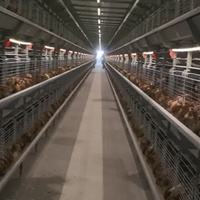 Système automatique de cage de batterie pour volaille poulet ferme poulets de chair nouvelle condition pour l'élevage de viande caille poulet