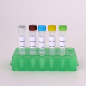 Kit de RT-PCR BVDV-2 en temps réel (50 tests) Sonde de détection du virus de la diarrhée virale bovine/méthode verte SYBR - Product Image 2