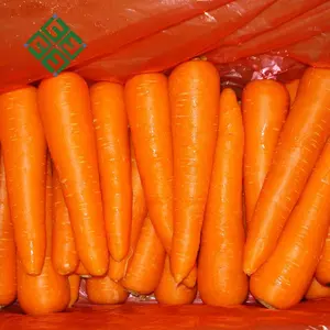 Good Supplier Carrots For Sale Fresh Carrot In Vietnam