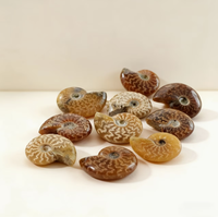 Ammonite entière polie naturelle agatisée, spécimen d'Ammonite de Madagascar, pierre minérale de guérison pour collection et décoration intérieure