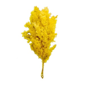 T04300 Large Stems Meaty Rime Grass Preserved Ming Sprengeri Asparagus Fern Bunch <strong>Dried</strong> Preserved <strong>Plant</strong> for Wedding Home Decor - Product Image 6