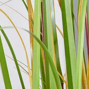 Cây xanh nhân tạo cho đạo cụ chụp ảnh phong cảnh <span class=keywords><strong>Kapok</strong></span> cắm hoa trang trí hoa nhân tạo với chậu bán buôn - Product Image 3