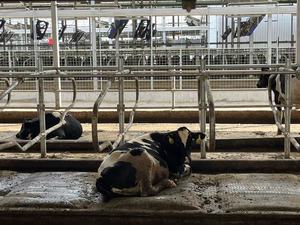 Matelas pour vache, lit d'eau, lit frotté, <span class=keywords><strong>prix</strong></span> d'usine direct, vente en gros, durable - Product Image 2