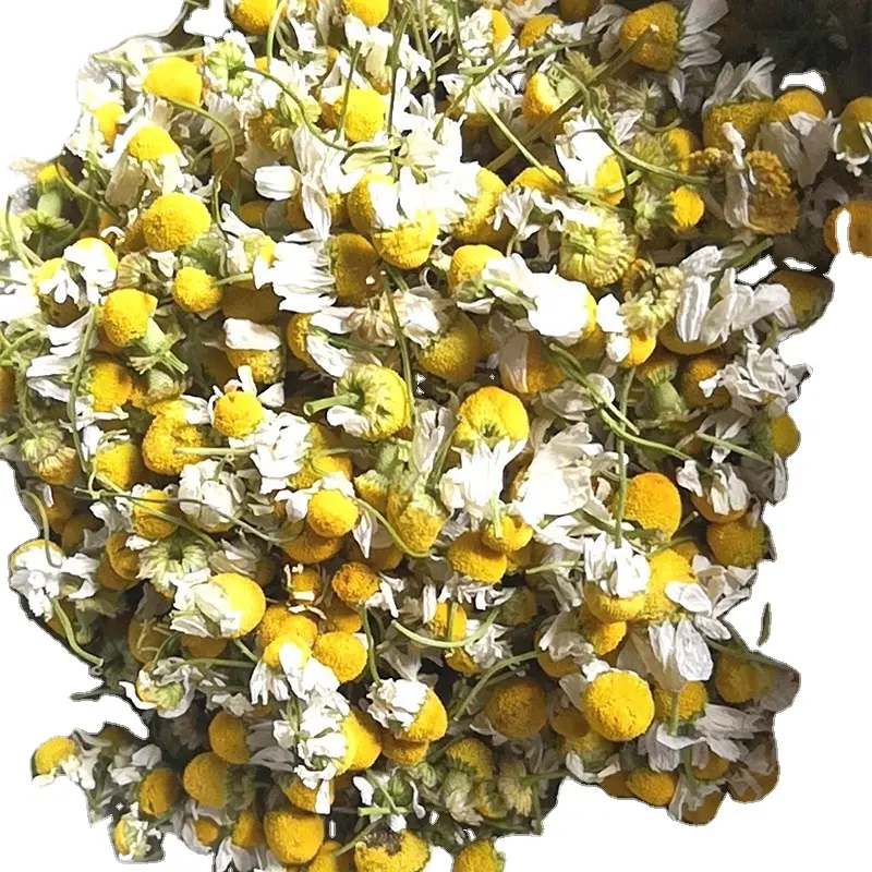 Hot Selling High natural organic fetal chrysanthemum camomile flower tea
