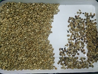 Offre Spéciale de trieuse de couleur de lentilles de grande sortie de 10 chutes CCD AI Nir trieuse de couleur de haricots rouges de soja infrarouge