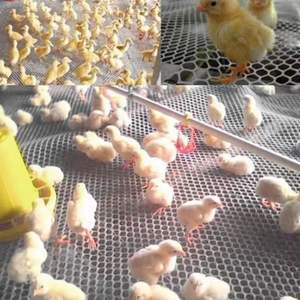 卸売製造硬質プラスチックメッシュ家禽飼育用プラスチック農場飼育用プラスチックフラットネット - Product Image 6