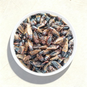 Bioforte Grillos Secos <span class=keywords><strong>de</strong></span> Teleogryllus Mitratus, Alimento <span class=keywords><strong>de</strong></span> Alta Proteína para Reptiles y Aves, Cría en Granja, para Hámsteres, Gecko Leopardo, Dragón Barbudo - Product Image 3