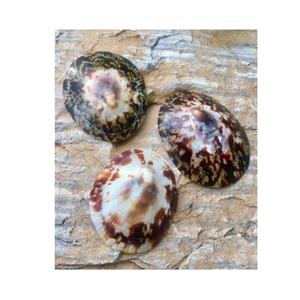 Décor de plage marron ivoire ovale limpet coquille de mer patte escargot coquille approvisionnement en vrac poli coquille d'escargot artisanat du Vietnam - Product Image 2