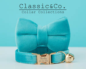 Ensemble collier et laisse personnalisés en velours uni turquoise pour chat et petit chien, avec étiquette nominative gravée sur mesure pour chaton et chiot, clochette dorée offerte - Product Image 2