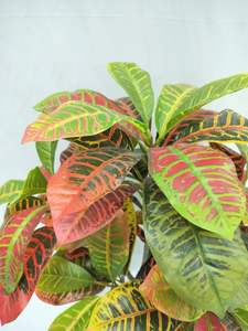 Manzara simülasyonu saksı <span class=keywords><strong>Ficus</strong></span> <span class=keywords><strong>Microcarpa</strong></span> - Product Image 6