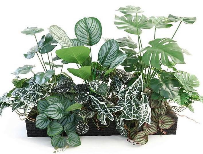 Fairy Field Green Trail - Set di design per piante verdi 5