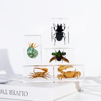 Vente en gros de petits ornements Boîte aveugle Tortue Insecte Papillon Spécimens Résine Insecte Ressources pédagogiques Souvenir marin Idées cadeaux