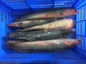 Guangzhoou Black <span class=keywords><strong>Bullhead</strong></span> Live ปลาดุก1000กรัมหางสีแดงปลาแช่แข็งขายทั้งหมดสำหรับตลาดแอฟริกันผู้ผลิตจีน - Product Image 5