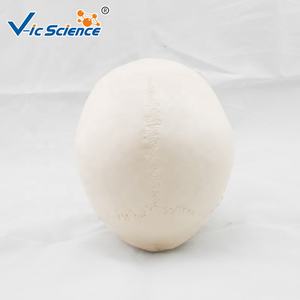 Модель черепа из ПВХ - Product Image 5