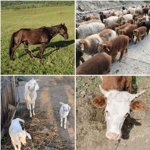 Mangeoire à <span class=keywords><strong>foin</strong></span> <span class=keywords><strong>pour</strong></span> chevaux Mangeoire à <span class=keywords><strong>foin</strong></span> <span class=keywords><strong>pour</strong></span> bétail de 63 ''de long avec support à <span class=keywords><strong>foin</strong></span> mural en acier au carbone de grande capacité <span class=keywords><strong>pour</strong></span> chevaux moutons chèvres - Product Image 6