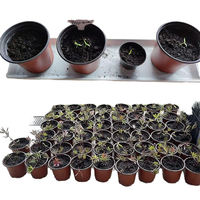 Ventes en gros de pots de pépinière en terre cuite de 5 gallons, sur mesure, grands pots en plastique colorés en forme de dôme, épaissis pour le jardin
