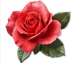 Aimants de réfrigérateur créatifs sur le thème des plantes avec divers motifs de feuilles - Product Image 2