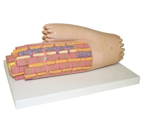 BMN/HB122 The myocardial fiber model shows the ultrastructure and morphology of myocardial fibers.