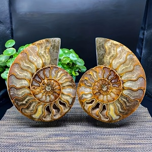 Rodajas de Fósiles de Caracol Naturales de Alta Calidad para Curación y Protección, Disponibles en Almacén de EE. UU., Entrega en 3 Días - Product Image 1